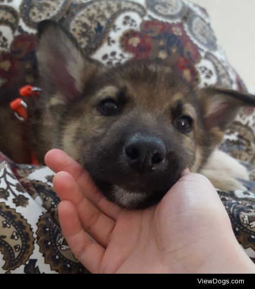 Oscar the Grouch- 9 week old GSD Husky mix