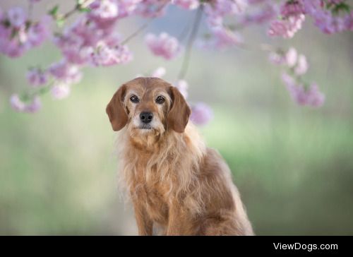 Genoveva Putz | Spring