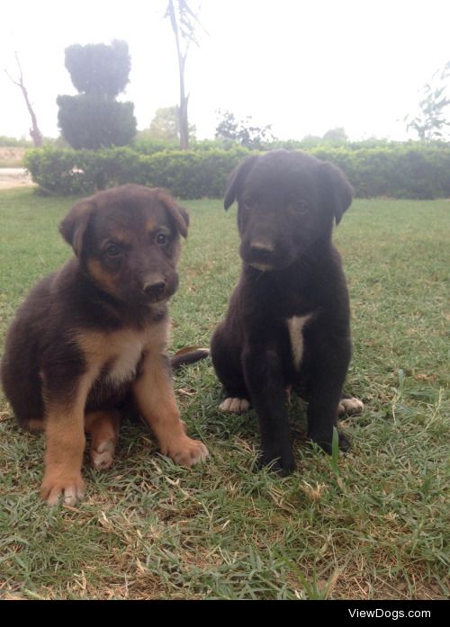 met these 2 munchkins on my trip to india!