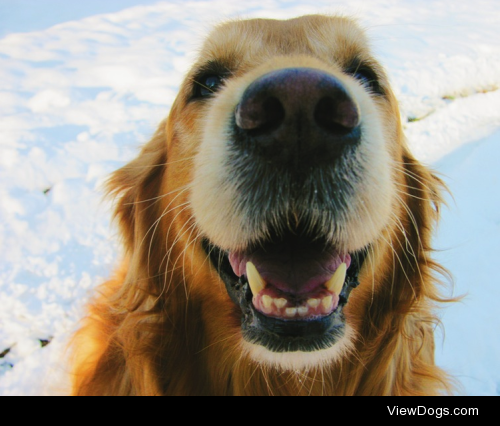 Gracie is my beautiful 9 year old Golden Retriever. She smiles…