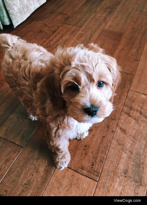 Meet our 8 week old cockapoo Yogi. This little bear has proven…
