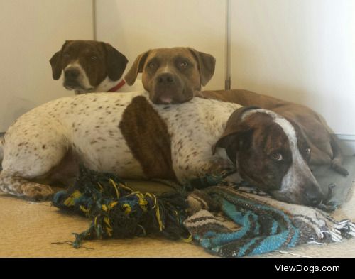 The white ones are Pitbull/weiner dog brothers Sirius and Cyon…