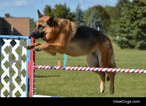 Mark Herreid | Dog Agility Trial