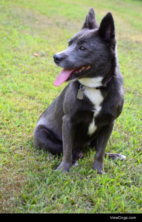 RangerDog • Cattle Dog Mix • Young • Male •…