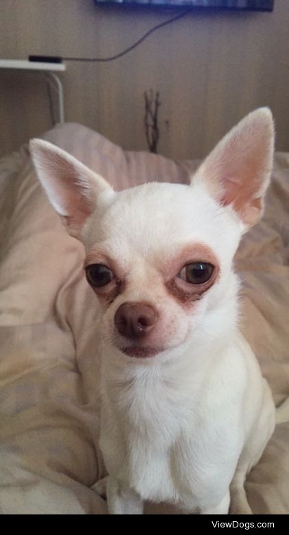 This is Casper, he is 1 ½ years old. He is a chihuahua and he is…