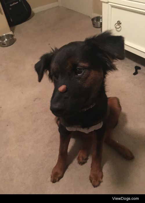 Perceus, the German Shepherd/Rottweiler mix (who really just…