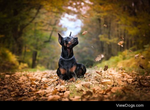 Marion Dogs Event Photography | Dobermann