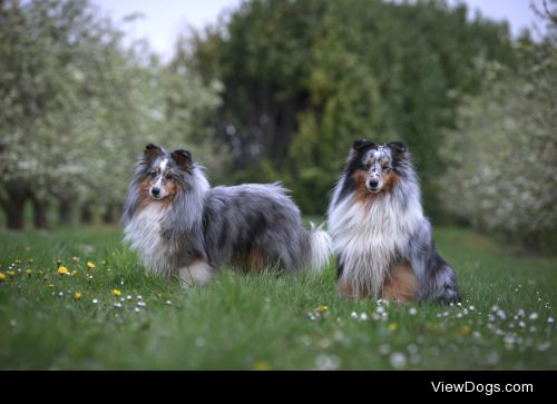 Monique Smit | shelties at a orchard