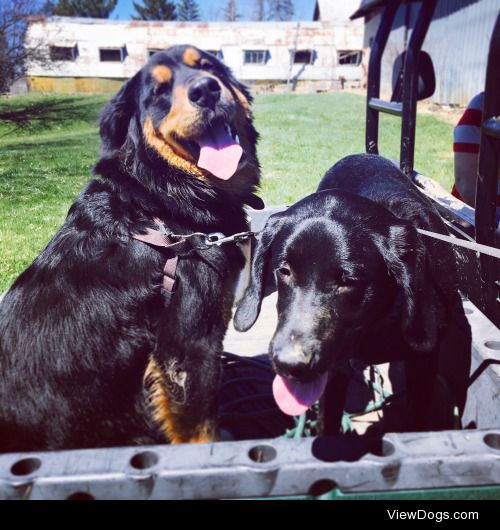 Claymore (on the left, Bernese Mountain Dog/Great Pyrenees mix),…