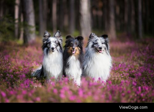 hadissima:

The second shooting for my Sheltie calendar is done!…