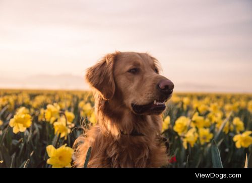 Amber Bailey | Skagit Valley Tulip Festival