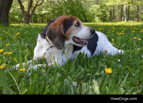 This is Hiro, he is my 7 year old tall hound baby. -Val…