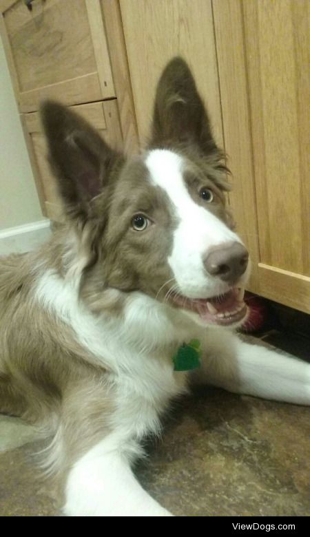 This is Ryu, our 8.5-month-old border collie. He loves to run…