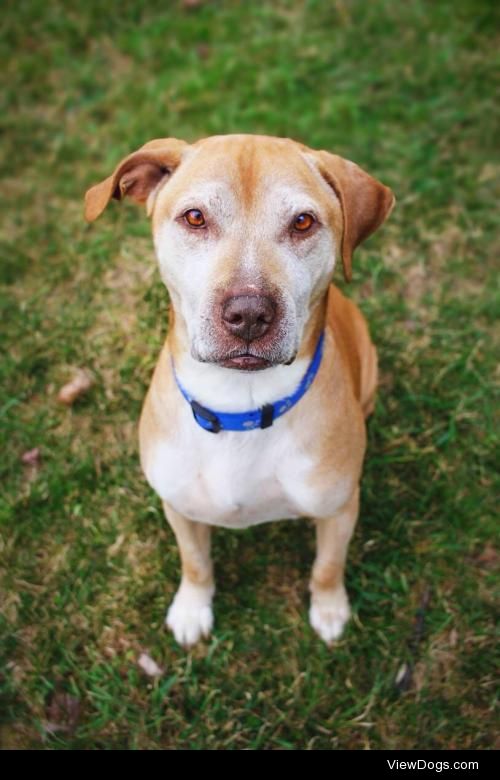 SeegerDog • Yellow Labrador Retriever & Shar Pei Mix •…