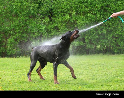 Tadas Jucys | Dog taking a shower