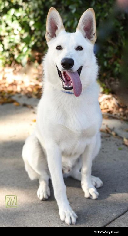 Gregg AllmanDog • Shepherd & German Shepherd Dog Mix •…