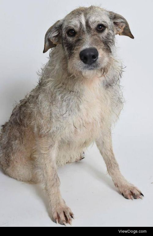 DINAHDog • Irish Wolfhound Mix • Young • Female • LargeVet…