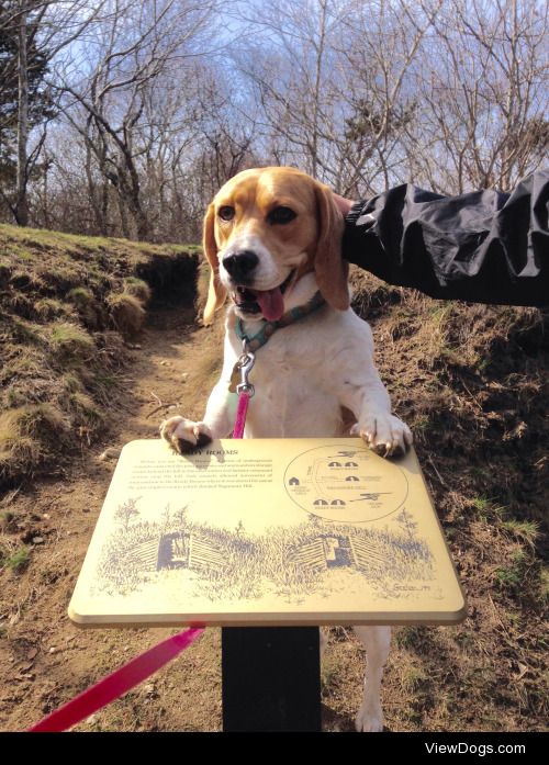 Lucy the beagle loves adventure!