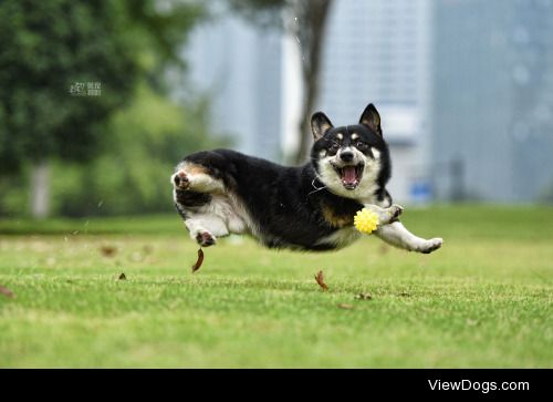 Tianhang Zhang | Corgi