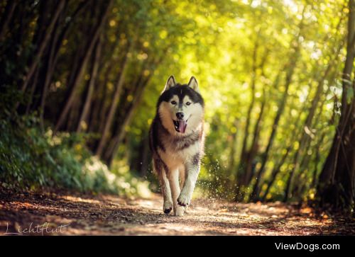 Lichtflut Photography | Forrest