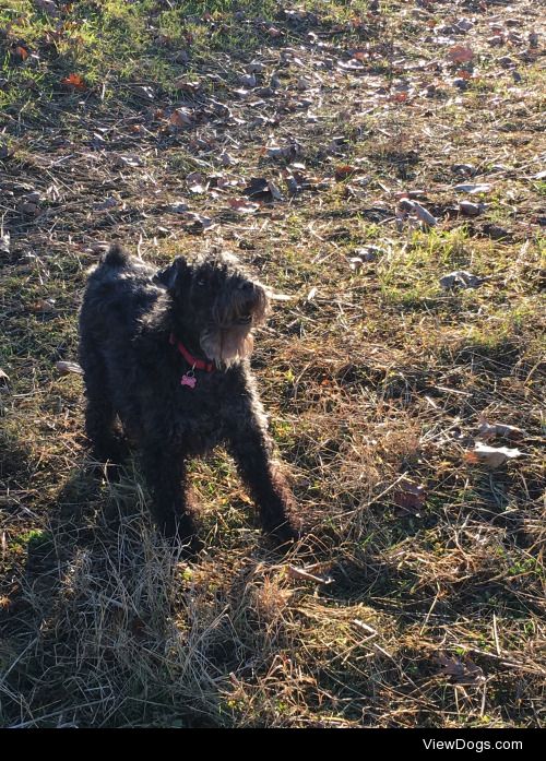 Betty Kerry blue terrier and Otello cane Corso