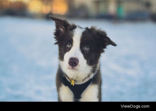 Анна Тюрина | Border Collie Vic