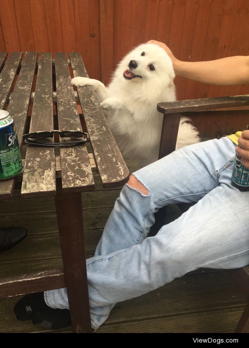 Luca the Japanese spitz is an absolute treasure and sweetheart