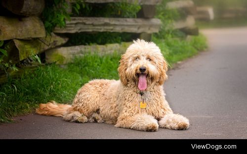 Gord Rufh – Victoria Dog Photographer | Sky – Portrait