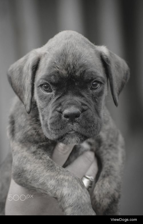 Koncz Szabi | Puppy portrait