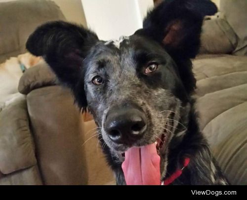 Kinser is a 1 ½ year old border collie/ blue heeler mix I…