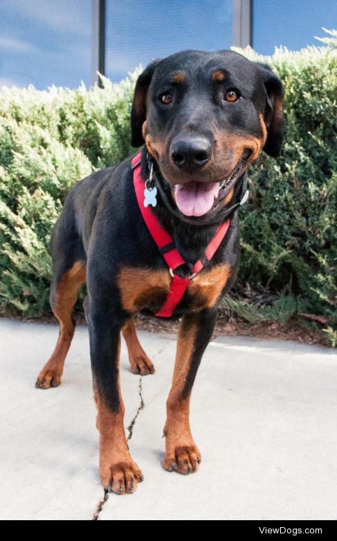 CocoDog • Rottweiler • Young • Female • MediumPawsCo Adoptions…