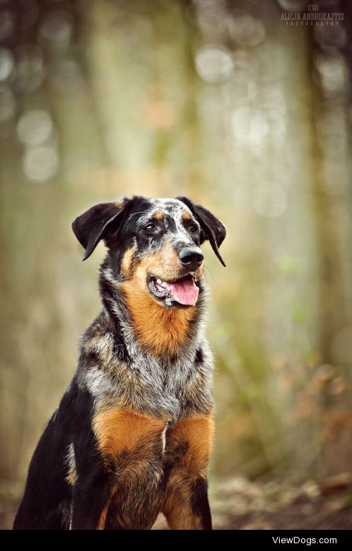 Alicja-Photo | Ygritte the Beauceron