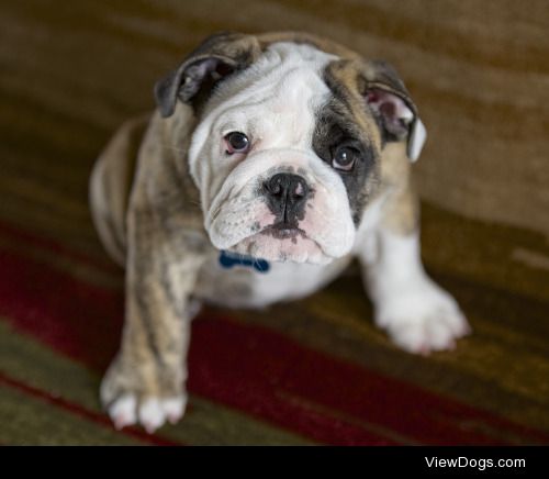 Meet Reuben!  11 week old English Bulldog.  The most…
