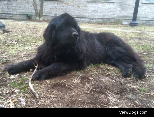 This is Emma, a 10y/o Newfoundland who loves visiting nursing…