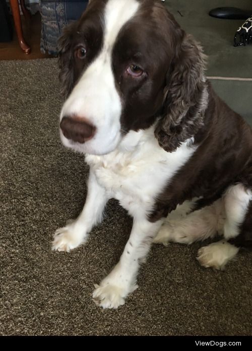 Hurley: the handsome, happy dog.
6 year old English Springer…
