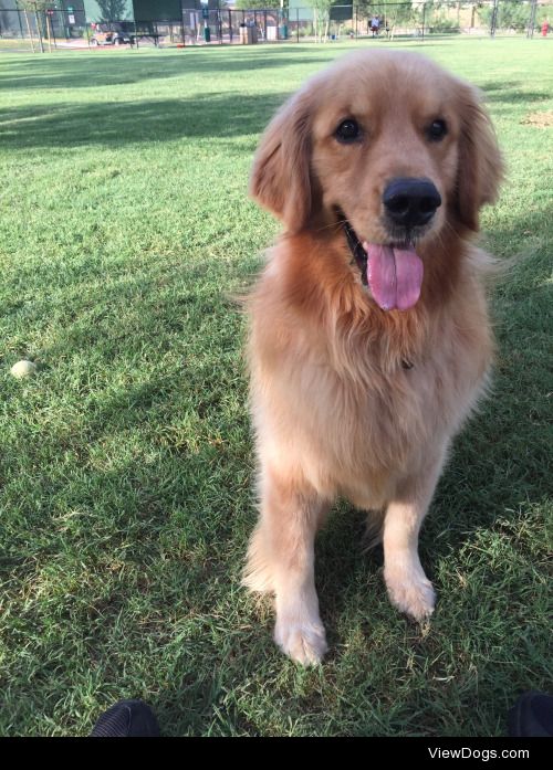 Our golden 4yr old boy Chase