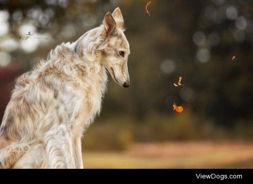 Nuelle Flipse | Falling leaves…