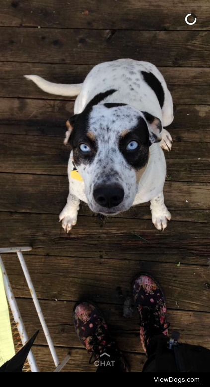 Zannah, blue heeler, Dalmatian, pit bull mix