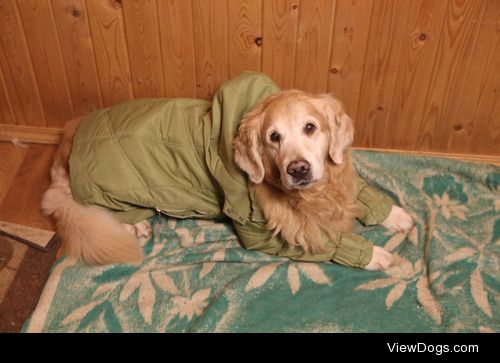 Tupoe, Golden retriever