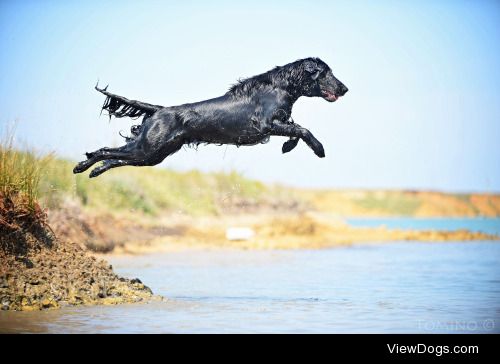 Tomino Contofalsky | Water dog