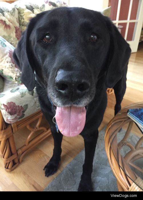 This is Diesel. Black lab, 9 years young. Favorite day of the…
