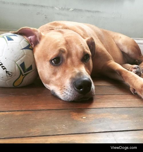 This is Zane, he’s just chilling with his ball, you can…