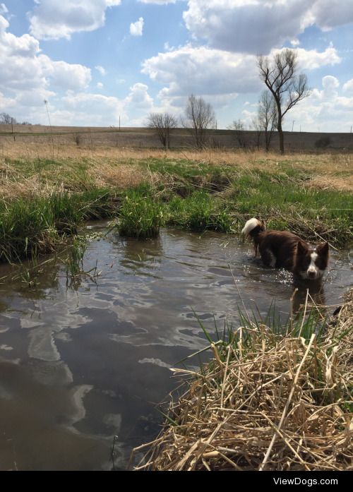 This is Lulu, resident of @farmlandia and companion of Uncle…