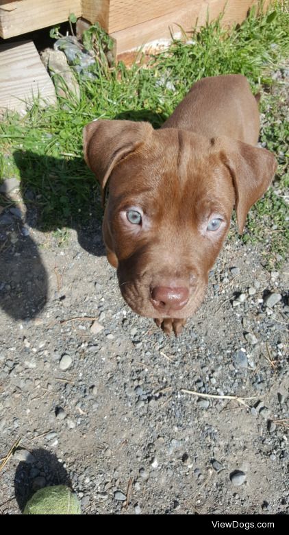 I love his blue eyes!!! He’s amy 8 week old pit…