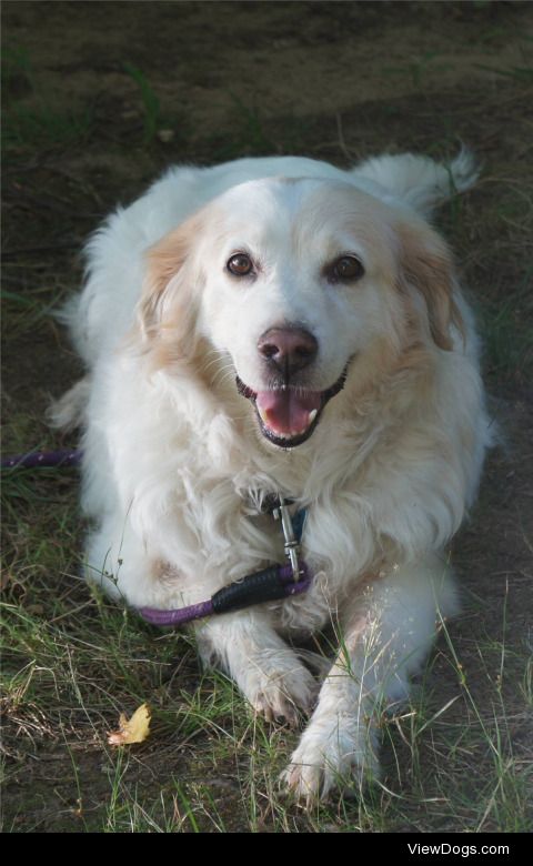 This is Henry, my mom’s dog,  He is a golden retriever mix, with…