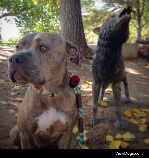 This is Reggie! He’s a four year old pit bull mix…