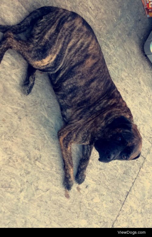 This is Gizmo, he is my 8 year old bullmastiff. He enjoys his…
