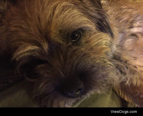 Otis the Border Terrier