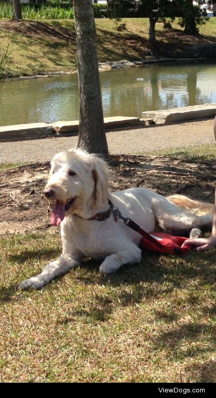 Molly, the sweetest 10 year-old golden doodle on the planet