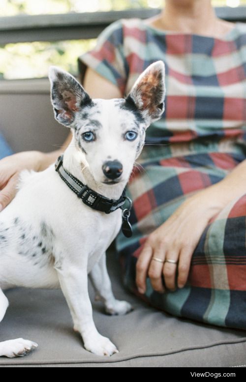 Mint Images | A man and a small dog with large ears seated on a…